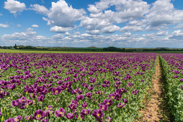violet poppy flower field with trails, white clouds on blue sky