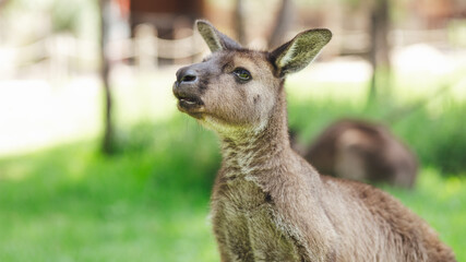 kangaroo in the grass