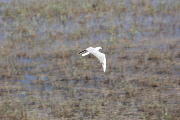 gaviotas, flamencos y otros pájaros del delta del ebro