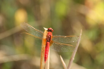 libélulas del delta del ebro