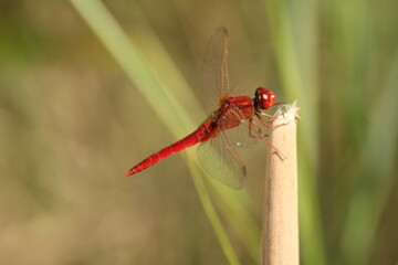 libélulas del delta del ebro