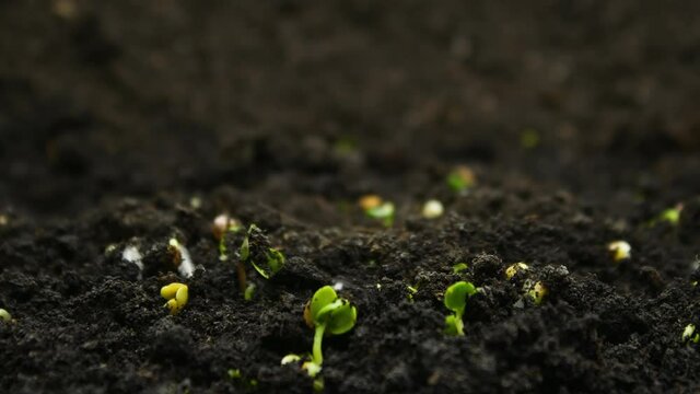 Farming Timelapse of Growing plants, Sprouts Germination, newborn agriculture
