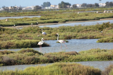 flamencos en humedal en el delta del ebro