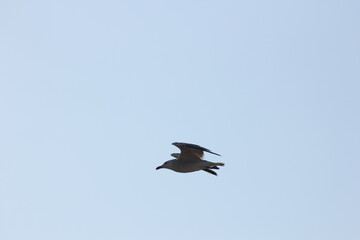 gaviota y morito común volando en el dela del ebro