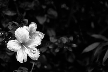 Black and white adjusted hibiscus flower image.