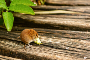 a small mouse sits on a wooden footbridge and eats cereals