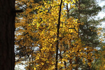 Obraz premium Autumn landscape. Autumn Russian road. The road that goes into the horizon