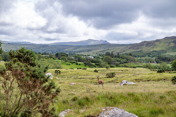 Fototapeta na wymiar Irish landscape with red deer by Glenties in County Donegal