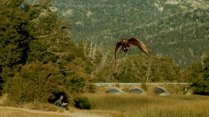 A photo of a eagle which is landing in a canyon