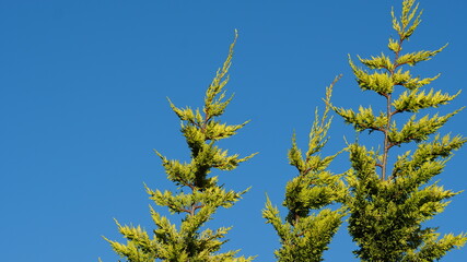 Trees and blue sky sunny background