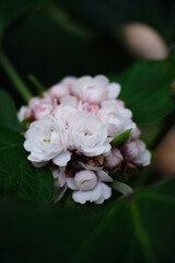 white rose flower