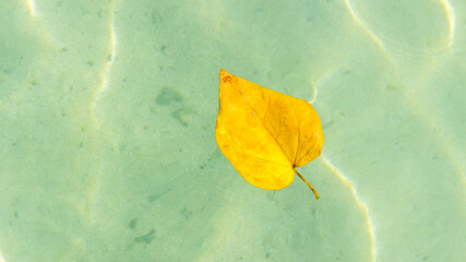 yellow leaf on the tropical sea in the Ilet Chevalier in The Marin In Martinique