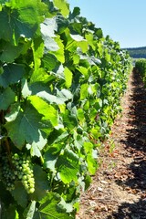 Rang de Vigne (Vitry le croisé)