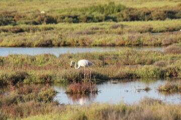 flamencos en humedal del delta del ebro