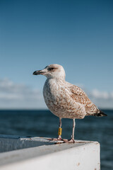 Close uo of a seagull in sopot or gdansk with a view of baltic sea in the background