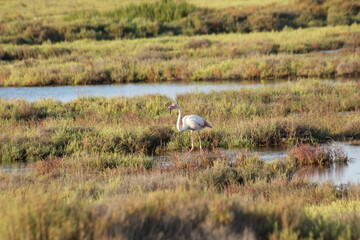 flamencos en humedal del delta del ebro