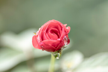 Rose flower blooming with dew drops on petals macro closeup