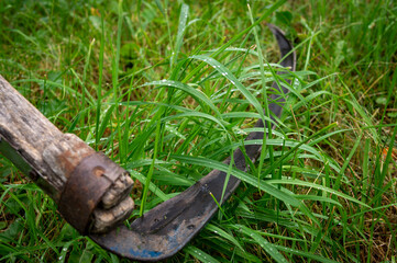 Rustic scythe lying in long wet green grass
