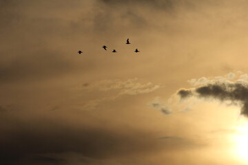 Fototapeta premium flamencos y pajaros volando al atardecer