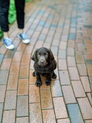 Hundewelpen schaut traurig in die Kamera