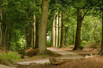 Somewhat mysterious forest scene with a curve in a sany road lined with beech trees aswell as a...