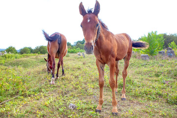 Full length portrait of a foal . Mother horse and colt at the meadow 