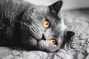Portrait of British shorthair grey cat with big wide face