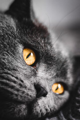Portrait of British shorthair grey cat with big wide face