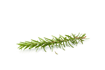 Fresh branch of rosemary isolated on white background.
