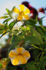 Petites fleurs dans leus feuillages © fcaplette