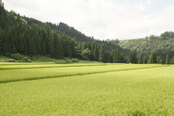 コシヒカリの田園風景