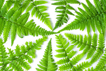 Bright light green fern on white background. Isolated leaves wallpaper. Colorful geometric backdrop