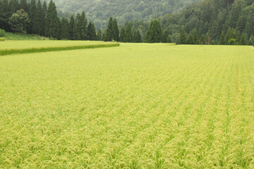 Fototapeta premium コシヒカリの田園風景