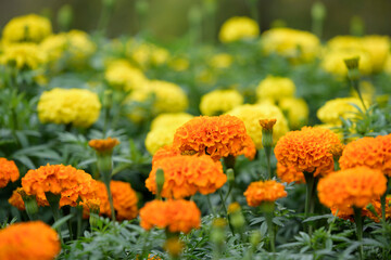 Orange marigold flowers in the garden