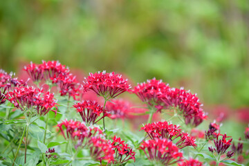 Red pentas flower, star flower