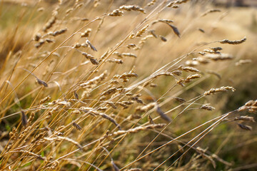 Barley field in Harvesting period in Summer day.