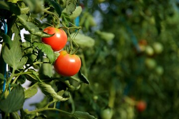 Tomates