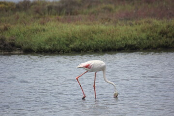 Obraz premium flamencos en humedal en el delta del Ebro