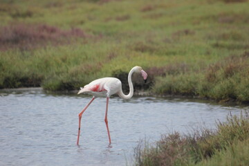 flamencos en humedal en el delta del Ebro