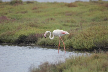 flamencos en humedal en el delta del Ebro
