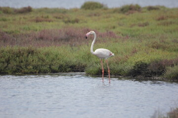Obraz premium flamencos en humedal en el delta del Ebro