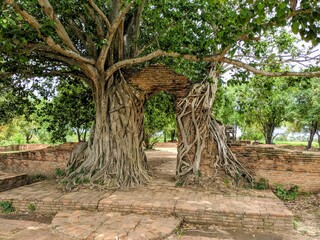 Baum umrankt Tor zum Tempel