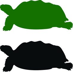 vector illustration of a turtle