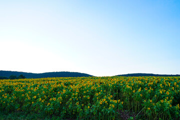 Field of sunflowers