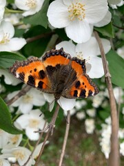 Fototapeta na wymiar orange butterfly on the blooming jasmine tree