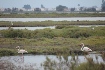 flamencos en humedal del delta del Ebro
