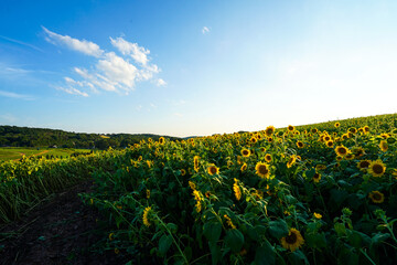 Field of sunflowers