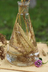 Preparation of an aqueous extract from spikelets of rye and dill in a conical flask with a volume of 700 milliliters