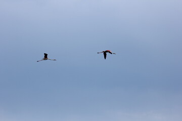 flamencos volando en el delta del ebro