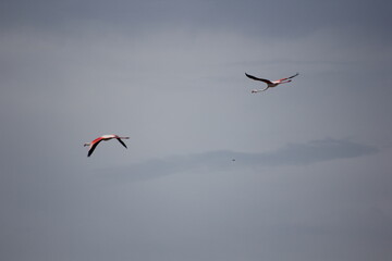 flamencos volando en el delta del ebro